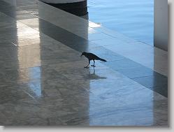 Bird caught a lizard.