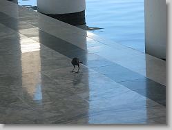 Bird caught a lizard.