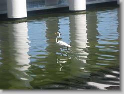 Egret at the hotel