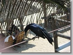 Crow at the beach.