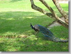 Peacock