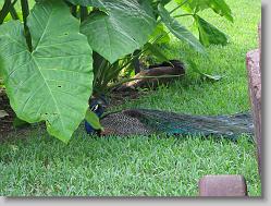Peacock