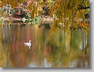 Lake Susan in Montreat.