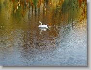 Lake Susan in Montreat.