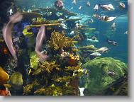 Ripley's Aquarium