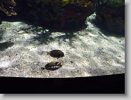 Ripley's Aquarium