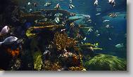 Ripley's Aquarium