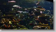 Ripley's Aquarium