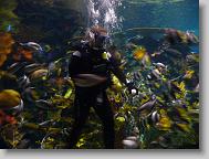 Ripley's Aquarium