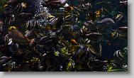 Ripley's Aquarium