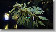 Ripley's Aquarium