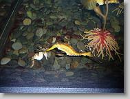 Ripley's Aquarium