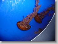Ripley's Aquarium
