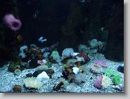 Ripley's Aquarium
