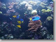 Ripley's Aquarium