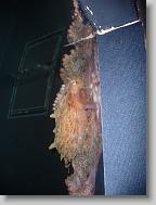 Squid