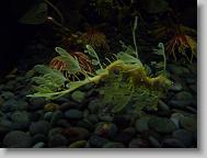 Ripley's Aquarium