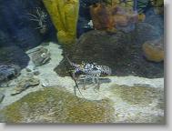 Lobster!