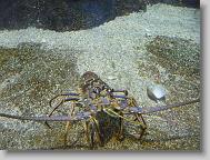 Big Lobster!