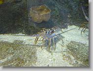 Lobster!