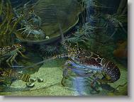 lots of lobsters!