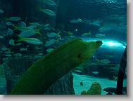 Moray eel!