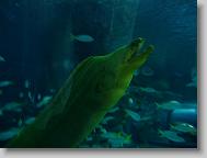 Moray Eel