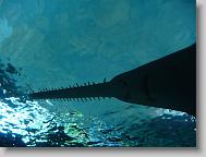 shark!