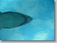 shark tank