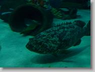 Ripley's Aquarium