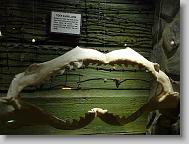 Ripley's 'Believe it or Not!' museum