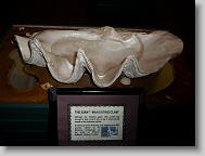 Ripley's 'Believe it or Not!' museum